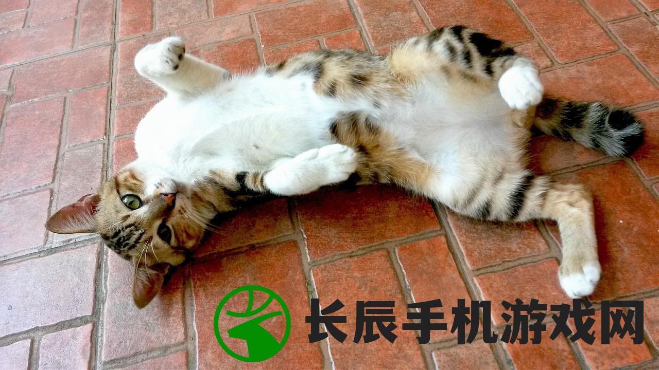 (光之萌约最强阵容推荐图鉴)光之萌约，揭秘最强阵容策略